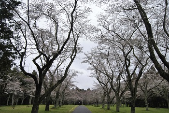お花見広場