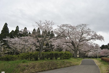 お花見広場