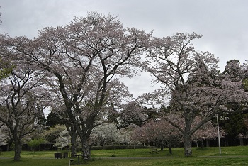 お花見広場
