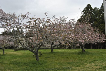 お花見広場