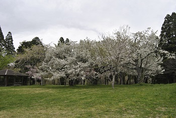 お花見広場