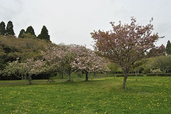お花見広場