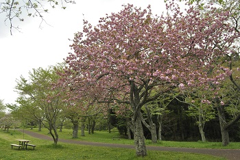 お花見広場