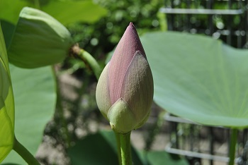 蕾