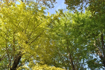お花見広場手前