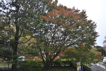 第1駐車場