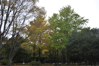市町村の森