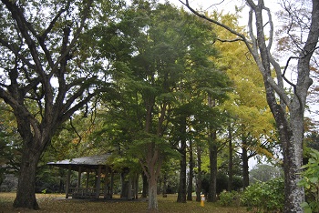 市町村の森（四阿付近の様子）