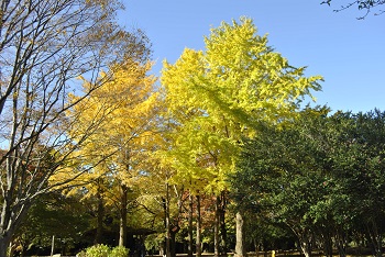市町村の森