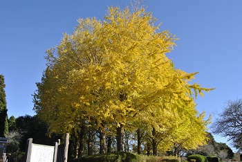 お花見広場手前