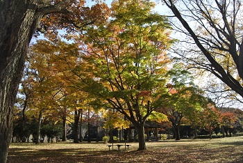 市町村の森