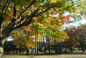 市町村の森