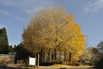 お花見広場手前