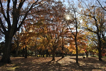 市町村の森