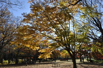 市町村の森