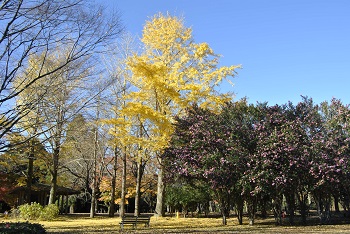 市町村の森