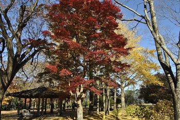市町村の森