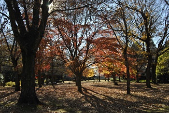 市町村の森
