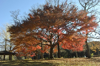市町村の森