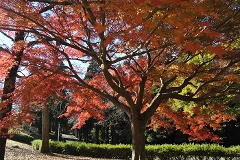 市町村の森