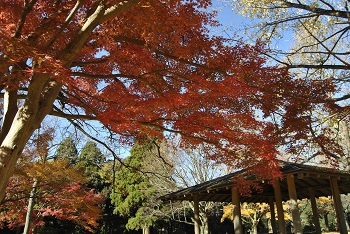 市町村の森