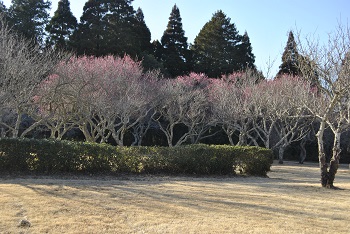 八重寒紅