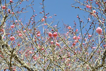 八重唐梅