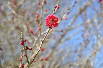 鹿児島紅