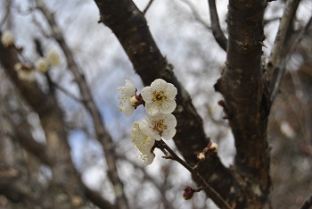 甲州最小