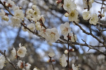 一重野梅