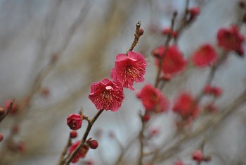 鹿児島紅