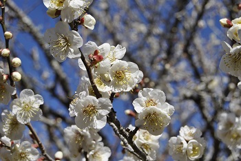 一重野梅