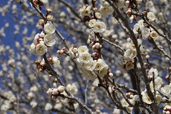 八重野梅