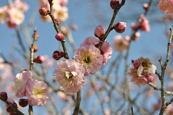 桜鏡