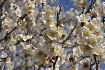 一重野梅
