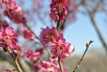 大盃