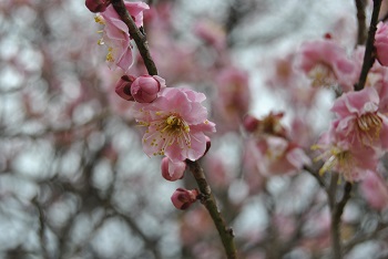 桜鏡