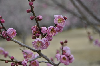 開運
