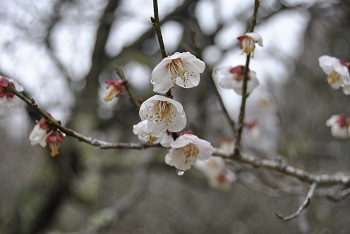 一重野梅