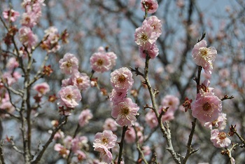 桜鏡