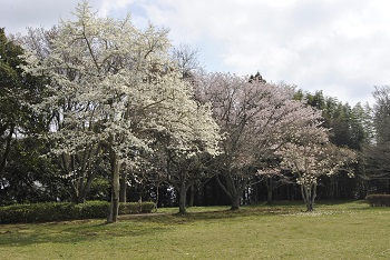 太陽の広場