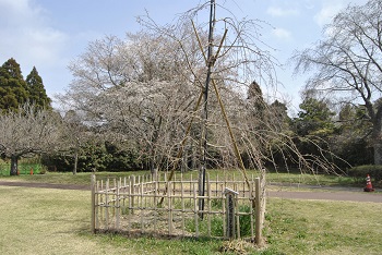 土気奥八重紅シダレザクラ