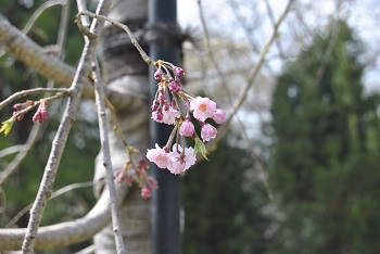 下総奥八重紅シダレザクラ