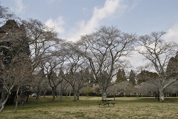 お花見広場