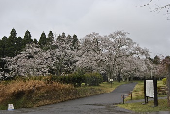 お花見広場入り口