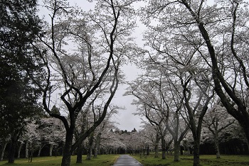 お花見広場