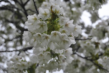 お花見広場