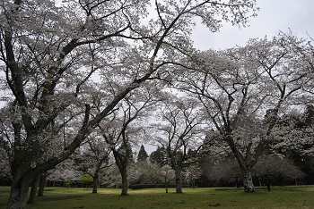 お花見広場