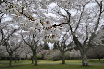 お花見広場