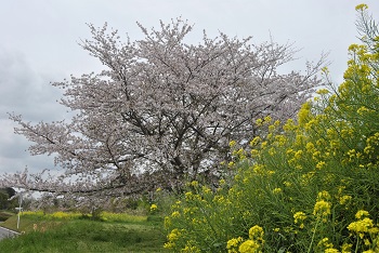 ソメイヨシノとナノハナ